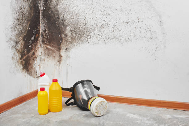 Home Mold Removal in Valle Vista, AZ