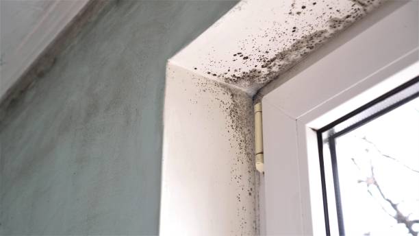 Attic Mold Removal in Valle Vista, AZ
