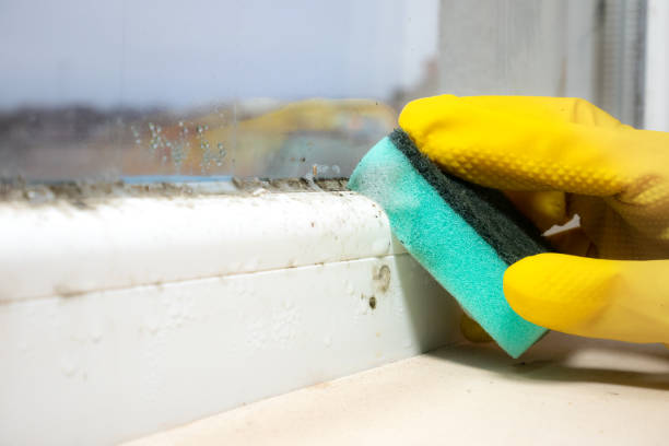 Office Mold Removal Services in Valle Vista, AZ